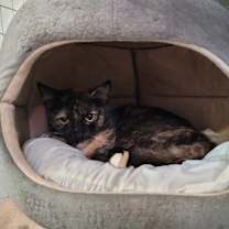 Thumbnail photo of Athena #2