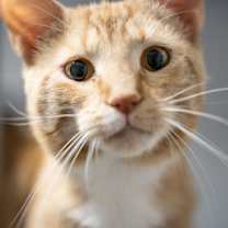 Thumbnail photo of Taro #2