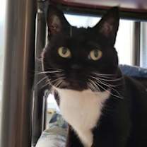 Thumbnail photo of Socks #2