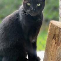 Thumbnail photo of Apollo #2