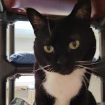 Thumbnail photo of Socks #3