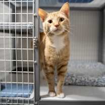 Thumbnail photo of Taro #3