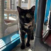 Thumbnail photo of Dolly #2