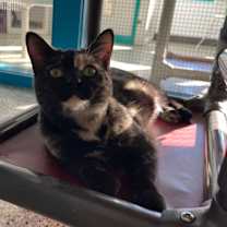 Thumbnail photo of Dolly #3