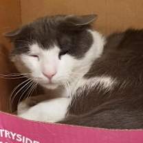 Thumbnail photo of Luke Skywhisker #2