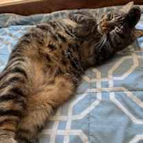 Thumbnail photo of Ty #2