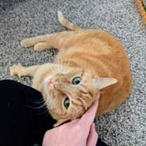 Thumbnail photo of Simon #2