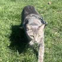 Thumbnail photo of Misty #2