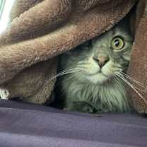 Thumbnail photo of Captain #2