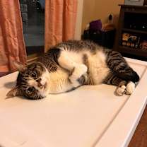Thumbnail photo of Remus 2yr+ #2