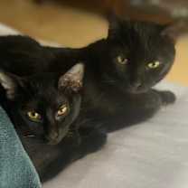 Thumbnail photo of Ghibli #2