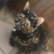 Thumbnail photo of Uma Purrman 2yr+ #2