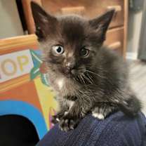 Thumbnail photo of Phoebe Michelle 2yr+ #3