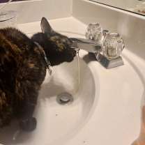 Thumbnail photo of Uma Purrman 2yr+ #3