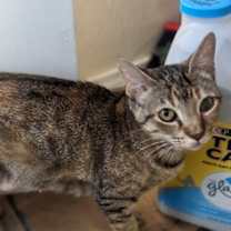 Thumbnail photo of Unicorn #2