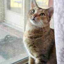 Thumbnail photo of Maize #2