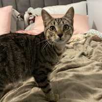 Thumbnail photo of Tigris #2