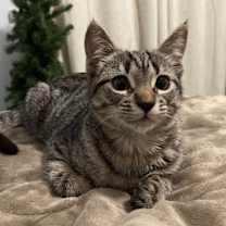 Thumbnail photo of Xenia #3