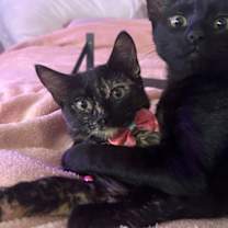 Thumbnail photo of Neziko #3