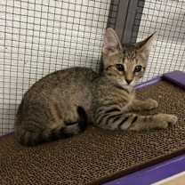 Thumbnail photo of Dory #2
