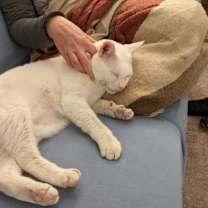 Thumbnail photo of Avark - Available in Foster #2