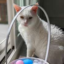 Thumbnail photo of Avark - Available in Foster #3