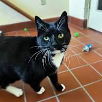 Thumbnail photo of Shadow - Available In Foster #3
