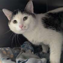 Thumbnail photo of Linus - Available in Foster #3