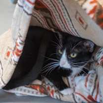 Thumbnail photo of Bashful #2
