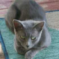 Thumbnail photo of Missy #4