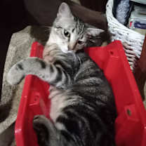 Thumbnail photo of Marla #3
