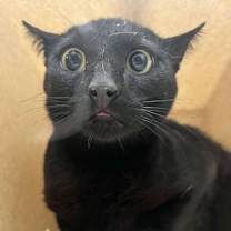 Thumbnail photo of Bunsen #2