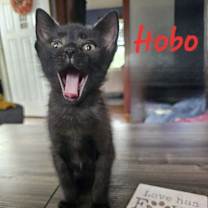 Thumbnail photo of Hobo #3