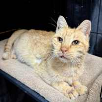 Thumbnail photo of Hendrix  #4