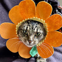 Thumbnail photo of Twiggy #2