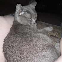 Thumbnail photo of Lola 2 #4