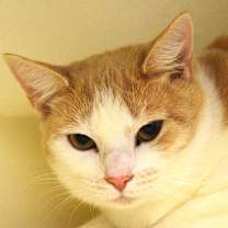 Thumbnail photo of Snickers #2