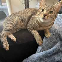 Thumbnail photo of Cinca #3