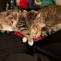 Thumbnail photo of Cinca #4