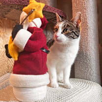 Thumbnail photo of Hazel #4