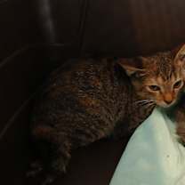 Thumbnail photo of Chili #2