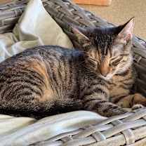 Thumbnail photo of Chili #3