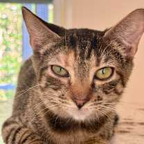 Thumbnail photo of Chili #4