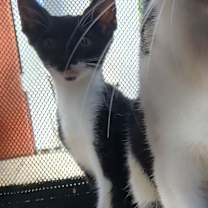 Thumbnail photo of Shadow #2