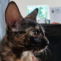 Thumbnail photo of Toris #2