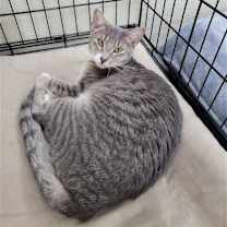 Thumbnail photo of Alvin #2