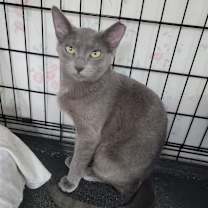 Thumbnail photo of Pepper #2