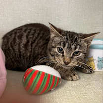 Thumbnail photo of Toronto #2