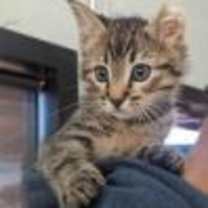 Thumbnail photo of Austin #4