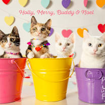 Thumbnail photo of Merry #2